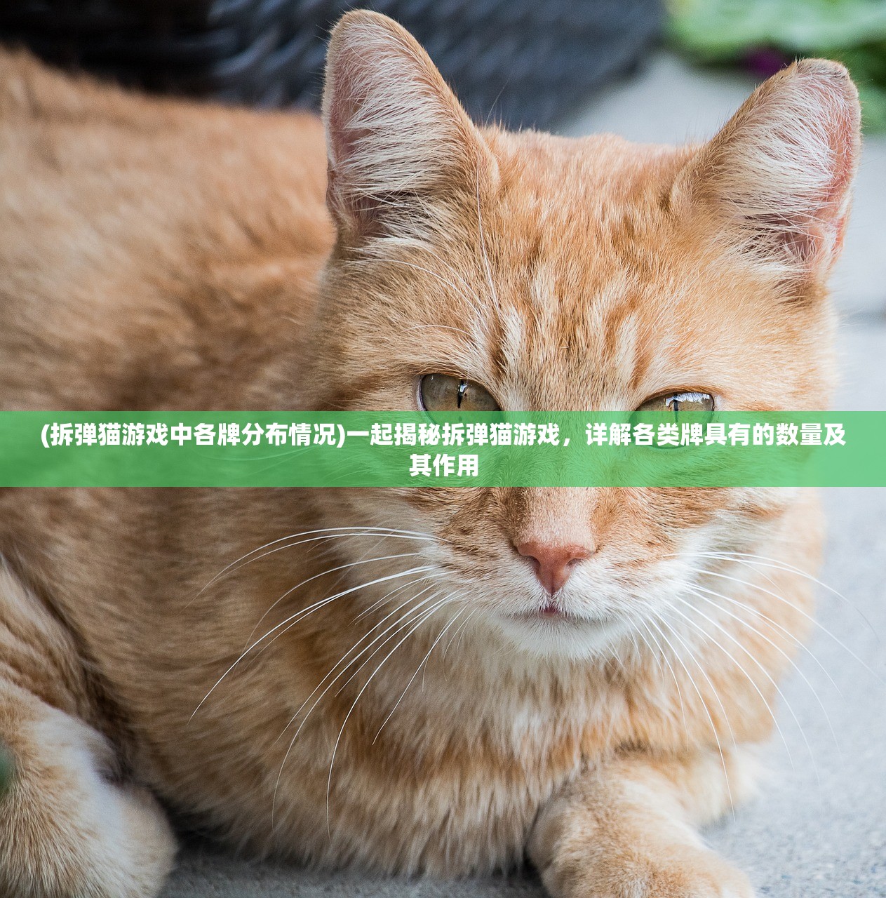 (拆弹猫游戏中各牌分布情况)一起揭秘拆弹猫游戏，详解各类牌具有的数量及其作用