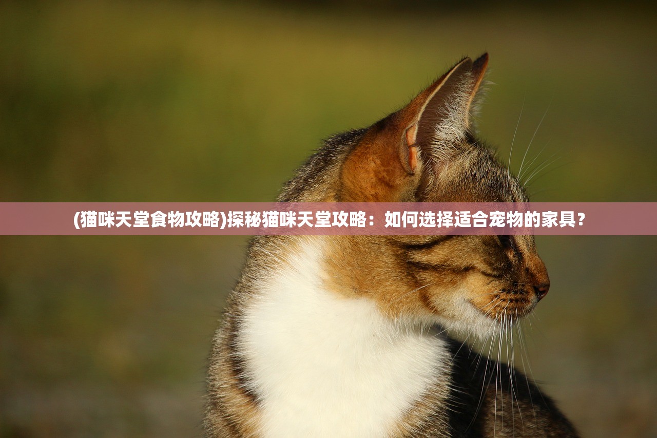 (猫咪天堂食物攻略)探秘猫咪天堂攻略：如何选择适合宠物的家具？